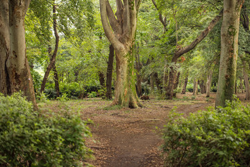 Fototapeta premium 夏 風景