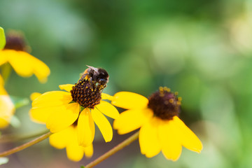 A large bright bumblebee sits on a yellow flower.