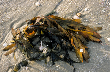 Varech, algue, Fucus serratus