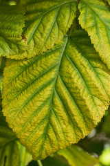 Relief raspberry leaf. Texture. Background.