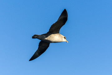 Fulmar boréal,  Pétrel fulmar, .Fulmarus glacialis, Northern Fulmar
