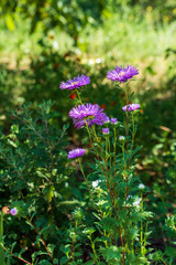 Beautiful flowers. Blossoming bright asters. Soft focus. Vertical picture.