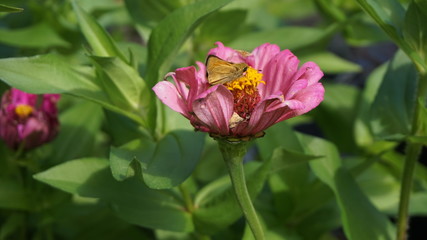 Butterfly on Zinnia