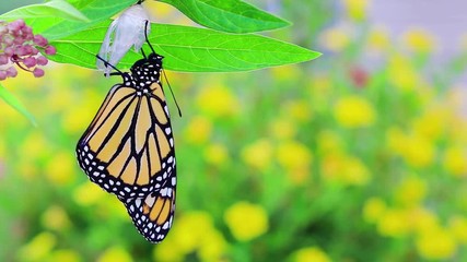 Monarch Butterfly newly emerged from Chrysalis, Danaus Plexppus, drying wings on milkweed with yellow flowers background