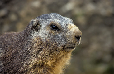 Marmotte des Alpes, Marmota marmota