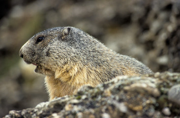 Marmotte des Alpes, Marmota marmota