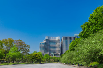新緑の街路樹と丸の内ビル群　東京