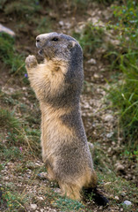 Marmotte des Alpes, Marmota marmota