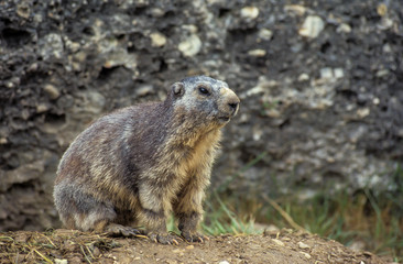 Naklejka na ściany i meble Marmotte des Alpes, Marmota marmota