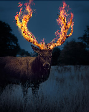 save the planet save the anazon