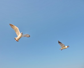 seagulls flying in the sky