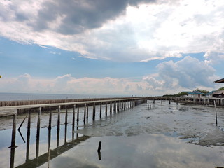 The bridge at the mangrove forest  Thailand