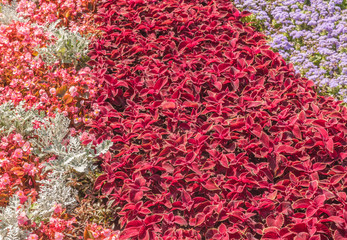 Flowerbed of red coleus, agent of gis, petunia and cineraria in  park