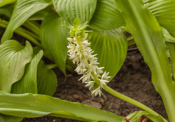 Obraz premium Eucomis zambesiaca in garden