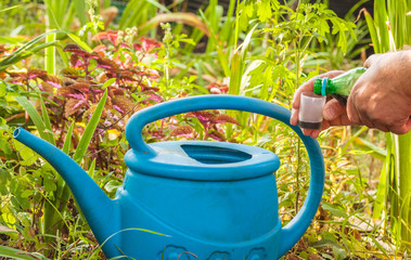 Gardener pours fertilizer concentrate into a watering can.