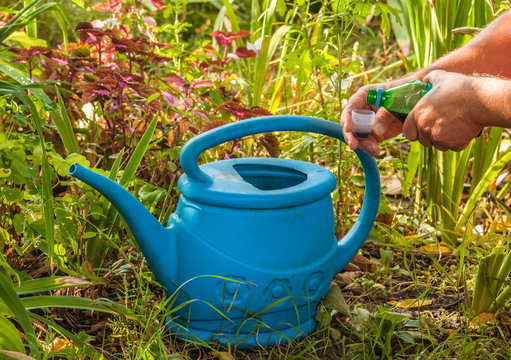 Gardener pours liquid fertilizer concentrate a watering can.