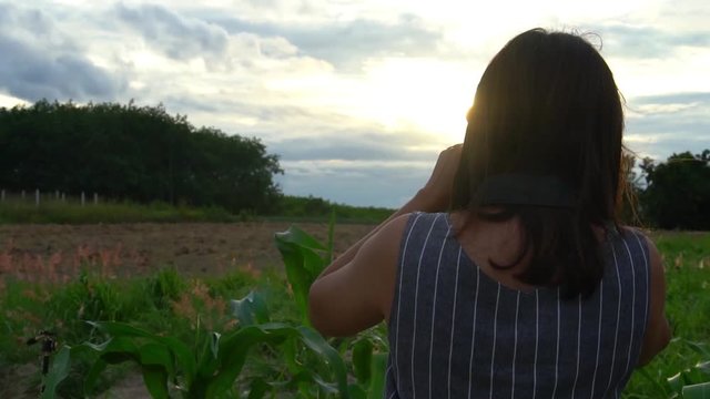 Slow motion back view of Asia women stand in the cornfield and lift the camera and plan the camera from right to left and photographer a photo of the evening sun. In the provinces of Thailand.