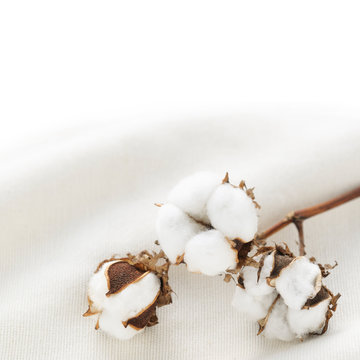 cotton buds on cotton cloth
