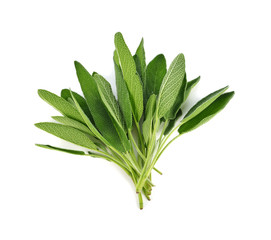 Sage plant on a white background
