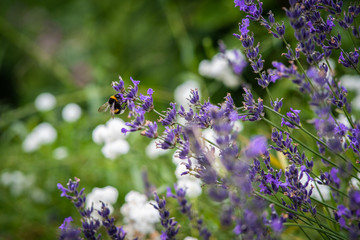 Wild Nature Meadow Field with Bumble-bee