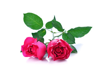 Naklejka premium Pink rose isolated on white background