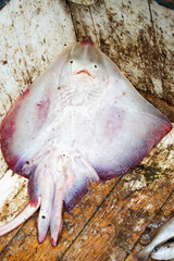 Sting ray Essaouira Morocco 
