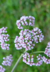 Verbena inflorescence in the summer in the forest