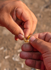 Closeup of man's hands baiting a fishing hook with pasta pieces for carp