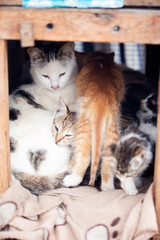 Cats in animal shelter, Morocco 