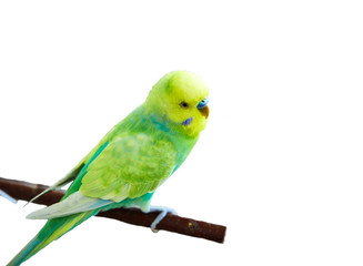 budgie on white background isolatedisolated