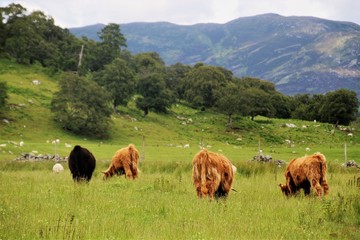 Highland cows on a meadow, seen from behind. In the  Central Highlands of Scotland, on the countryside between Fort William and Aviemore. UK, Europe.