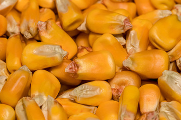 Closeup of pile of grain, consisting of shelled corn kernels