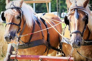 horse in stable