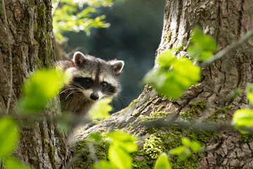 Baby Raccoon Peeking from Tree