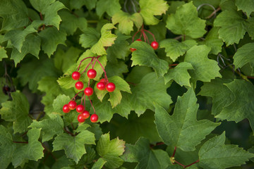 Bunch of red viburnum berries on a branch. Soft selective focus, round bokeh