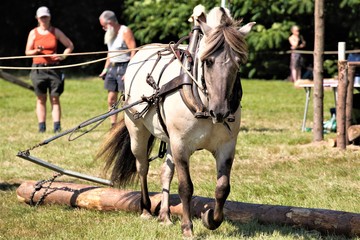 horse and rider