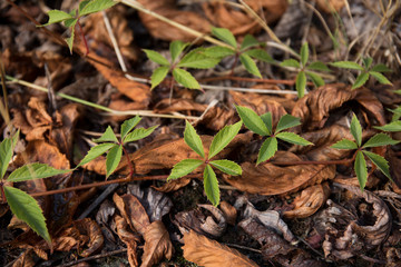 Background of dry brown leaves lying on the ground