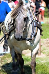 young woman riding a horse
