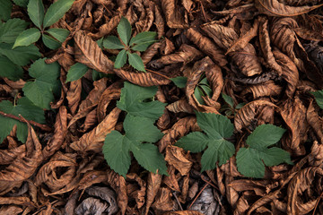 Background of dry brown leaves lying on the ground