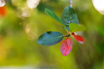 Closeup natural autumn fall view of red orange leaf glow in sun on blurred green background in garden or park. Inspirational nature october or september wallpaper. Change of seasons concept