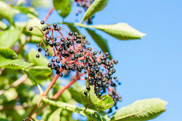 Black elderberry fruits on a tree against a background of green foliage and blue sky.
