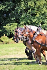 Obraz premium horse and rider
