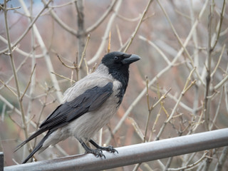The grey crow (Corvus tristis), formerly known as the bare-faced crow, is about the same size...