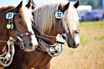 Fototapeta premium portrait of a horse