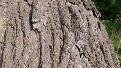 A colony of ants walks up and down the tree bark. Ant path on a tree