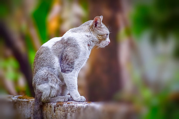 Portrait of an Asian domestic cat
