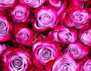 Red roses with pink tint close-up, background.