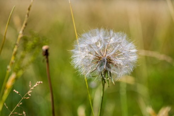 Autumn background with a mature dandelion,