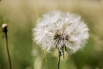 Autumn background with a mature dandelion,