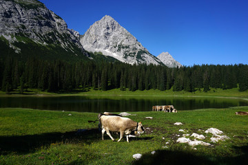 Weidende Kühe am Igelsee vor Mieminger Gebirge